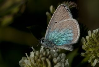 okgzl Diana Mavisi (Polyommatus diana)