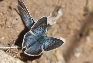 okgzl Diana Mavisi (Polyommatus diana)