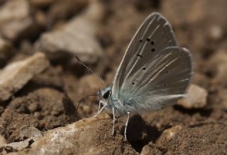 Yalanc� Lacivert Anadolu �okg�zl�s�&nbsp;(Polyommatus&nbsp;pseudactis)