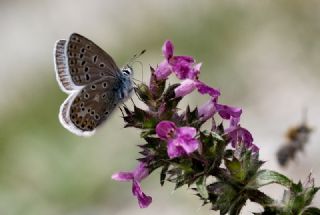 okgzl Eros (Polyommatus eros)