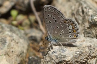 okgzl Eros (Polyommatus eros)