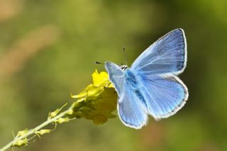 Anadolu Gzel Mavisi, Taskent Blue (Polyommatus guezelmavi)