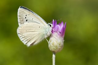 Anadolu Gzel Mavisi, Taskent Blue (Polyommatus guezelmavi)