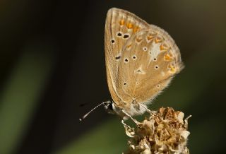 �okg�zl� Toros Mavisi&nbsp;(Aricia&nbsp;isauricus)