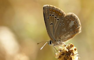 �okg�zl� Toros Mavisi&nbsp;(Aricia&nbsp;isauricus)