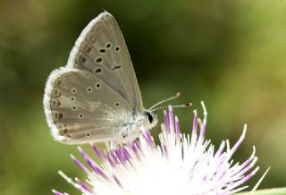 �okg�zl� Toros Mavisi&nbsp;(Aricia&nbsp;isauricus)