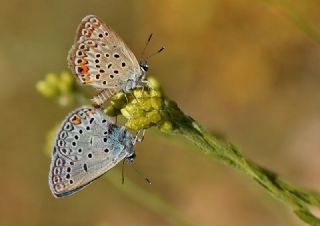 �okg�zl� G�m�� Mavi&nbsp;(Albulina&nbsp;loewii)