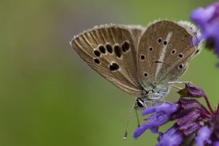 okgzl Selam Mavisi (Polyommatus merhaba)