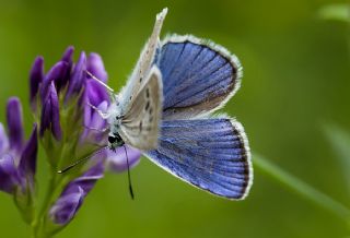 okgzl Selam Mavisi (Polyommatus merhaba)