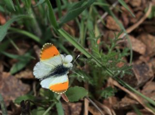 Step Ssls (Anthocharis gruneri)