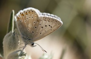 �okg�zl� Anadolu �illi Mavisi&nbsp;(Polyommatus&nbsp;ossmar)