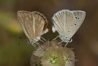 okgzl Poseydon Mavisi (Polyommatus poseidon)