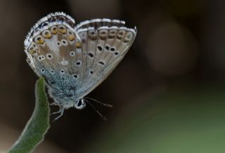 okgzl Levantin illi Mavisi (Polyommatus syriaca)