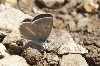 okgzl Trk Mavisi (Polyommatus turcicus)