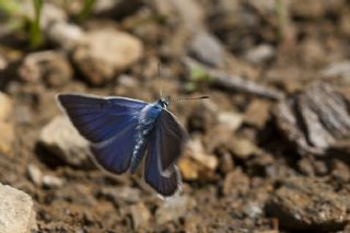 okgzl Trk Mavisi (Polyommatus turcicus)