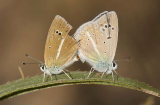 okgzl Van Mavisi (Polyommatus turcicola)