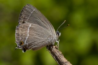 Mormee (Favonius quercus)