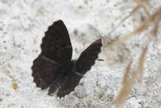 Kara Mavi (Scolitantides orion)