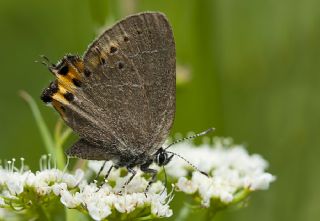 Kara Sevbeni (Satyrium pruni)