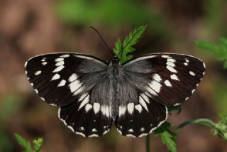 Kara Melike (Melanargia syriaca)