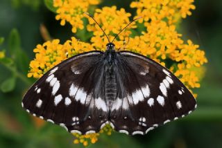 Kara Melike (Melanargia syriaca)
