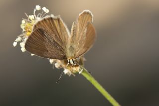 okgzl Demavend Esmeri (Polyommatus demavendi)