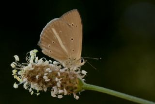 okgzl Demavend Esmeri (Polyommatus demavendi)