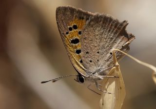 Benekli Bakr Gzeli (Lycaena phlaeas)