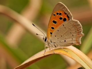Benekli Bakr Gzeli (Lycaena phlaeas)