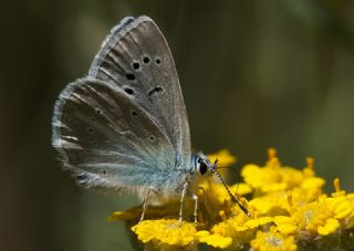 okgzl Karabet Mavisi (Polyommatus haigi)