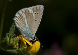 Mara Mavisi (Polyommatus maraschi)