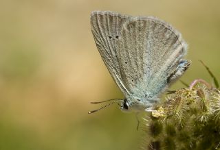 okgzl Teresya, Saimbeyli Mavisi (Polyommatus theresiae)