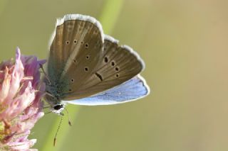 okgzl Van Mavisi (Polyommatus turcicola)
