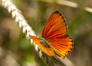Orman Bak�r G�zeli&nbsp;(Lycaena&nbsp;virgaureae)