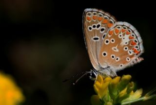 okgzl Esmer (Aricia agestis)