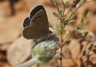 Anadolu Karagz Mavisi (Glaucopsyche astraea)