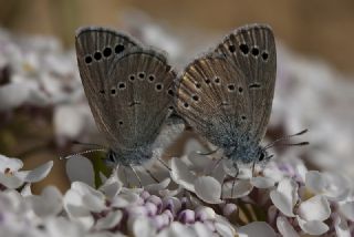 Anadolu Karagz Mavisi (Glaucopsyche astraea)