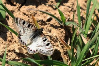 Yalanc Apollo (Archon apollinus)