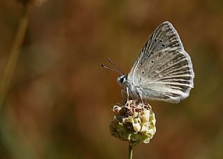 okgzl Dafnis (Polyommatus daphnis)