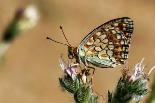 Niyobe (Fabriciana niobe)