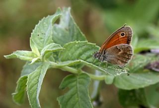 Kk Zpzp Perisi (Coenonympha pamphilus)