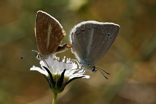 okgzl Poseydon Mavisi (Polyommatus poseidon)