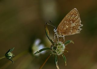 okgzl Dafnis (Polyommatus daphnis)