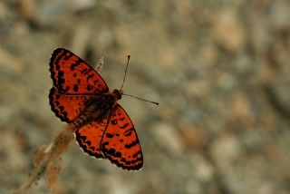 Benekli parhan (Melitaea didyma)