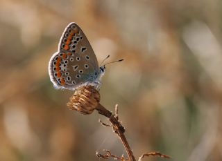 okgzl Mavi (Polyommatus icarus)