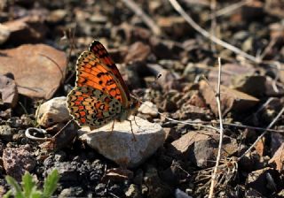 Cezayirli parhan (Melitaea ornata)