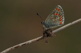 okgzl Esmer (Aricia agestis)