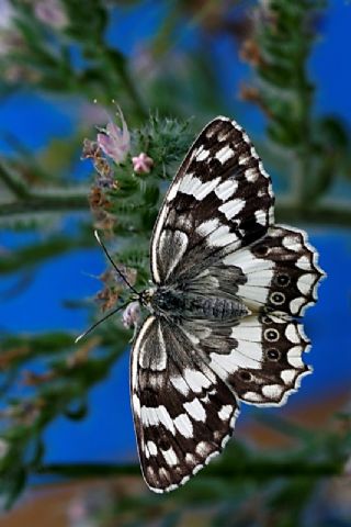 Anadolu Melikesi (Melanargia larissa)