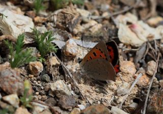 Benekli Bakr Gzeli (Lycaena phlaeas)