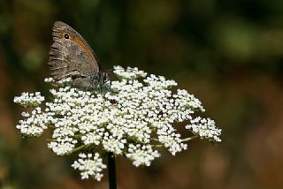 Esmerperi (Hyponephele lupina)